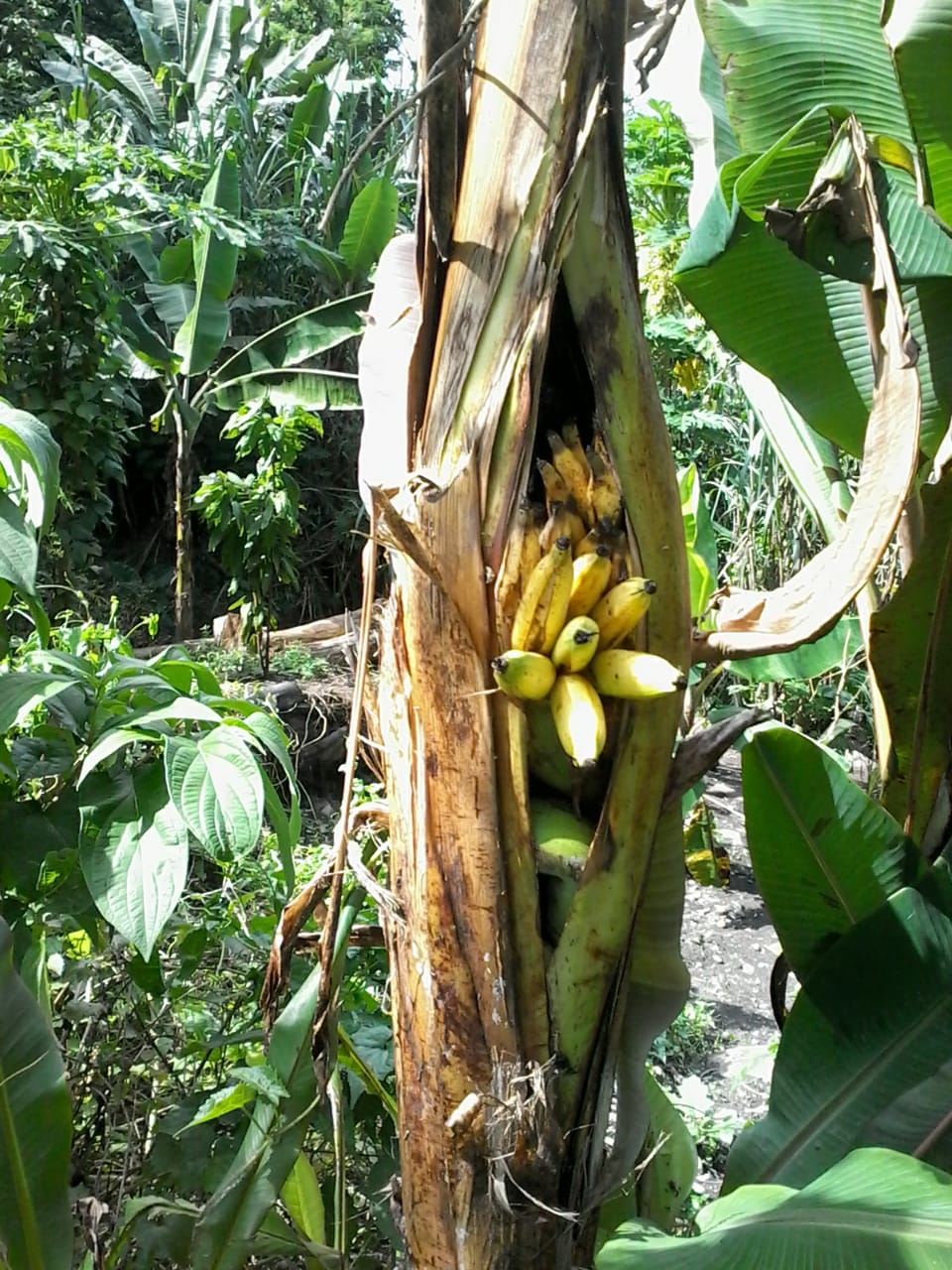 Pohon Pisang Keluar Buah di Batang Bikin Geger - DutaBaliNews.com