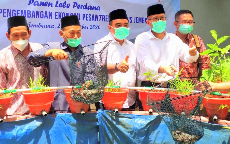 Panen Lele Perdana di Jembrana
