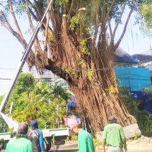 Antisipasi Tumbang, Pohon Besar di Jalan Sugianyar Dirompes