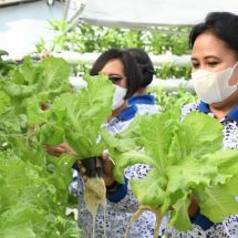 Jaga Ketahanan Pangan, Lanal Denpasar Panen Lele dan Sayuran Hidroponik