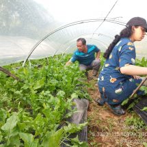 ​Kadek Melon: Program UPPO Tekan Biaya Produksi dan Tingkatkan Hasil Panen