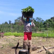 Program Pertanian Harita Nickel Ciptakan Lapangan Kerja Warga Kawasi Maluku Utara