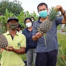 Dinas Pertanian Denpasar Kembangkan Nanas Madu Subang, Produksi Capai 31,6 Ton/Ha
