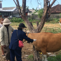 Dinas Pertanian dan Tim Relawan PMK FKH Unud Gelar Vaksinasi PMK di Gianyar